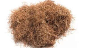 Corn silk