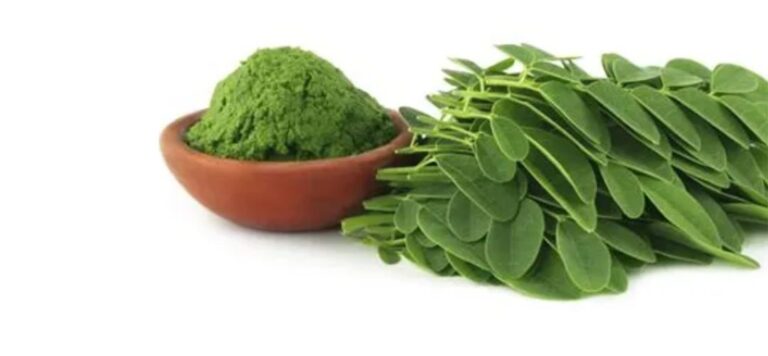 moringa leaves