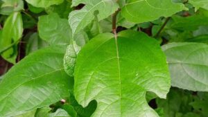 Sand paper leaves
