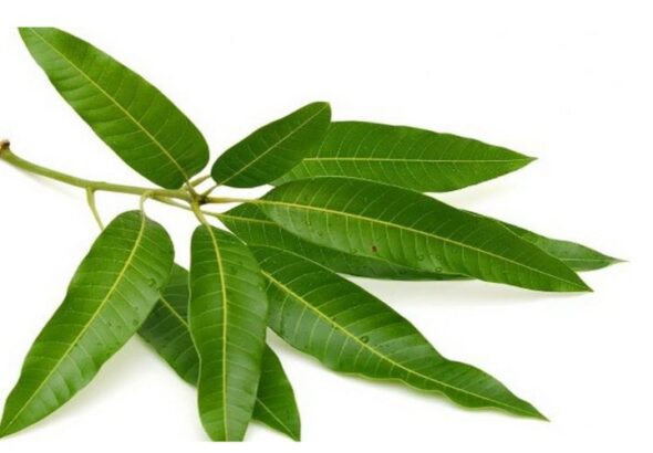 Mango leaves