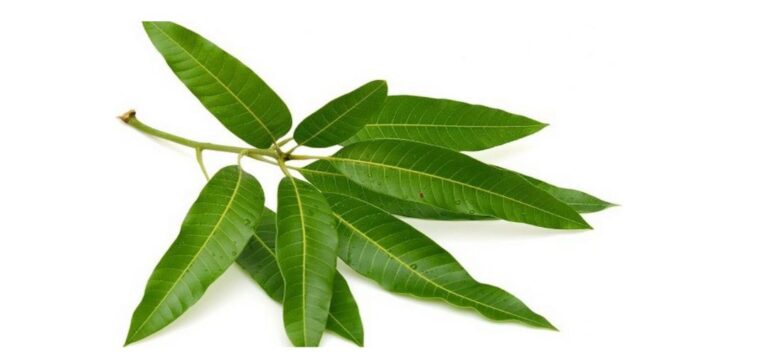 Mango leaves