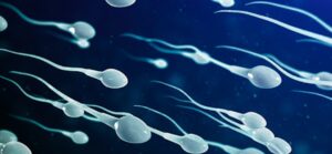 Sperms cells