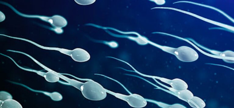 Struggling with Low Sperm Count? Try These Powerful Herbal Remedies for low sperm count! 3 Sperms cells