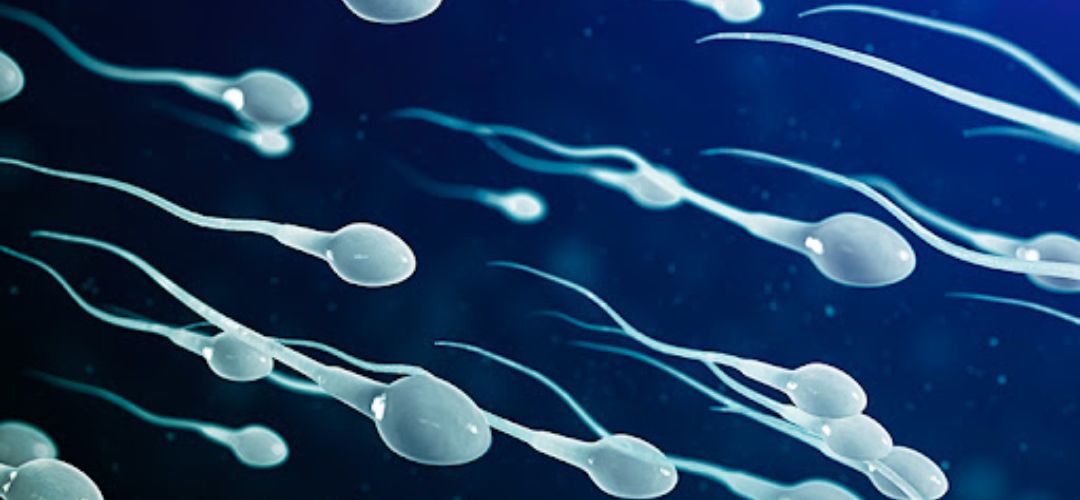 Sperms cells